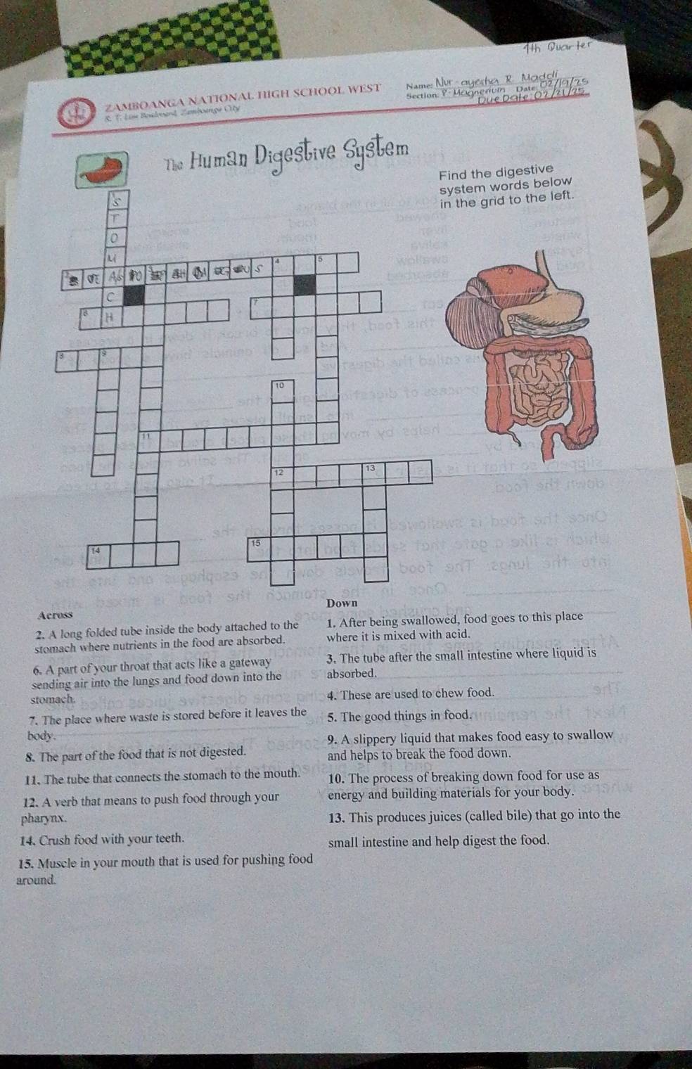 1h Quar ter 
ZAMBOANGA NATIONAL HIGH SCHOOL WEST Name: Nr -ayesha R. Madoli 
D a t e 0 2 /1725 
É: Lise Besdroand, Zamboengé Oty Section: ? Monecioin Date 02//9/25 
ind the digestive 
ystem words below 
n the grid to the left. 
Down 
Across 
2. A long folded tube inside the body attached to the 1. After being swallowed, food goes to this place 
stomach where nutrients in the food are absorbed. where it is mixed with acid. 
6. A part of your throat that acts like a gateway 3. The tube after the small intestine where liquid is 
sending air into the lungs and food down into the absorbed 
stomach. 4. These are used to chew food. 
7. The place where waste is stored before it leaves the 5. The good things in food. 
body. 
9. A slippery liquid that makes food easy to swallow 
8. The part of the food that is not digested. and helps to break the food down. 
11. The tube that connects the stomach to the mouth. 10. The process of breaking down food for use as 
12. A verb that means to push food through your energy and building materials for your body. 
pharynx. 13. This produces juices (called bile) that go into the 
14. Crush food with your teeth. small intestine and help digest the food. 
15. Muscle in your mouth that is used for pushing food 
around.