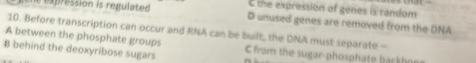 ene expression is regulated .
C the expression of genes is random
D unused genes are removed from the DNA
10. Before transcription can occur and RNA can be built, the DNA must separate -
A between the phosphate groups C from the sugar-phosphate backhong
B behind the deoxyribose sugars