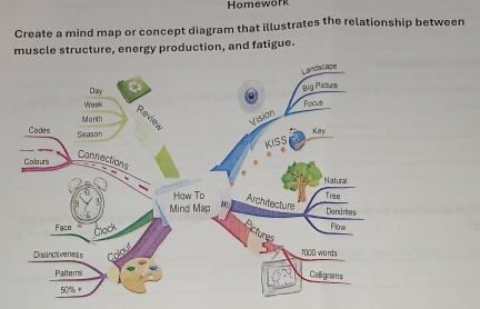 Homewörk 
Create a mind map or concept diagram that illustrates the relationship between 
muscle structure, energy production, and fatigue.