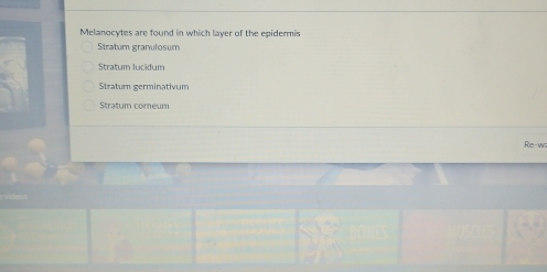 Melanocytes are found in which layer of the epidermis
Stratum granulosum
Stratum lucidum
Stratum germinativum
Stratum comeum
Re-wil