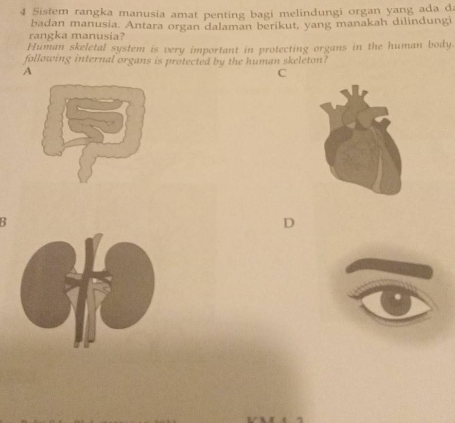 Sistem rangka manusia amat penting bagi melindungi organ yang ada d
badan manusia. Antara organ dalaman berikut, yang manakah dilindungi
rangka manusia?
Human skeletal system is very important in protecting organs in the human body.
following internal organs is protected by the human skeleton?
A
C
B
D