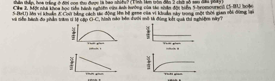 thân thấp, hoa trắng ở đời con thu được là bao nhiêu? (Tính làm tròn đến 2 chữ số sau dầu phẩy) 
Cầu 2. Một nhà khoa học tiến hành nghiên cứu ảnh hưởng của tác nhân đột biển 5 -bromouracil (5-BU hoặc 
5-BrU) lên vi khuẩn E.Colí bằng cách tác động lên hệ gene của vi khuẩn này trong một thời gian rồi dừng lại 
và tiến hành đo phần trăm tỉ lệ cặp G-C, hình nào bên dưới mô tả đúng kết quả thí nghiệm này? 
Thāi gian 
Mnh 2
Thời gian 
Hnh 3