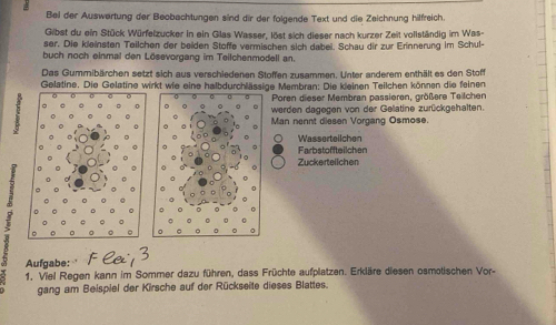 Bei der Auswartung der Beobachtungen sind dir der folgende Text und die Zeichnung hilfreich 
Gibst du ein Stück Würfelzucker in ein Glas Wasser, löst sich dieser nach kurzer Zeit vollständig im Was- 
ser. Die kleinsten Teilchen der beiden Stoffe vermischen sich dabei. Schau dir zur Erinnerung im Schul- 
buch noch einmal den Lösevorgang im Teilchenmodell an. 
Das Gummibärchen setzt sich aus verschiedenen Stoffen zusammen. Unter anderem enthält es den Stoff 
Gelatine. Die Gelatine wirkt wie eine halbdurchlässige Membran: Die kleinen Teilchen können die feinen 
Poren dieser Membran passieren, größere Teilchen 
werden dagegen von der Gelatine zurückgehalten. 
Man nennt diesen Vorgang Osmose. 
Wassertellchen 
Farbstoffteilchen 
Zuckertelichen 
Aufgabe: 
1, Viel Regen kann im Sommer dazu führen, dass Früchte aufplatzen. Erkläre diesen osmotischen Vor- 
gang am Beispiel der Kirsche auf der Rückseite dieses Blattes.