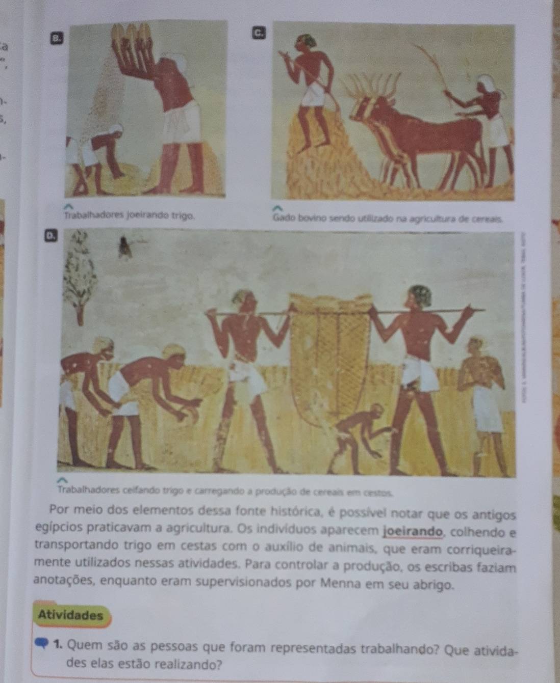 a 
9 
Trabalhadores joeirando trigo. Gado bovino sendo utilizado na agricultura de cereais. 
Trabalhadores ceifando trigo e carregando a produção de cereais em cestos. 
Por meio dos elementos dessa fonte histórica, é possível notar que os antigos 
egípcios praticavam a agricultura. Os indivíduos aparecem joeirando, colhendo e 
transportando trigo em cestas com o auxílio de animais, que eram corriqueira- 
mente utilizados nessas atividades. Para controlar a produção, os escribas faziam 
anotações, enquanto eram supervisionados por Menna em seu abrigo. 
Atividades 
1. Quem são as pessoas que foram representadas trabalhando? Que ativida- 
des elas estão realizando?