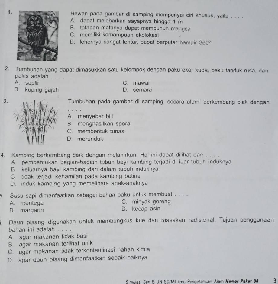 Hewan pada gambar di samping mempunyai ciri khusus, yaitu . . . .
A. dapat melebarkan sayapnya hingga 1 m
B. tatapan matanya dapat membunuh mangsa
C. memiliki kemampuan ekolokasi
D. lehernya sangat lentur, dapat berputar hampir 360°
2. Tumbuhan yang dapat dimasukkan satu kelompok dengan paku ekor kuda, paku tanduk rusa, dan
pakis adalah
A. suplir C. mawar
B. kuping gajah D. cemara
3. Tumbuhan pada gambar di samping, secara alami berkembang biak dengan
A. menyebar biji
B. menghasilkan spora
C. membentuk tunas
D merunduk
4. Kambing berkembang biak dengan melahirkan. Hal ini dapat dilihat dan
A. pembentukan bagian-bagian tubuh bayi kambing terjadi di luar tubuh induknya
B keluarnya bayi kambing dari dalam tubuh induknya
C.tidak terjadi kehamilan pada kambing betina
D. induk kambing yang memelihara anak-anaknya
5 Susu sapi dimanfaatkan sebagai bahan baku untuk membuat . . . .
A. mentega C. minyak goreng
B. margarin D. kecap asin
6. Daun pisang digunakan untuk membungkus kue dan masakan radisional. Tujuan penggunaan
bahan ini adalah
A agar makanan tidak basi
B. agar makanan terlihat unik
C. agar makanan tidak terkontaminasi bahan kimia
D. agar daun pisang dimanfaatkan sebaik-baiknya
Simulasi Sen B UN SD/MI Ilmu Pengetanuan Alam Nomor Paket 08 3