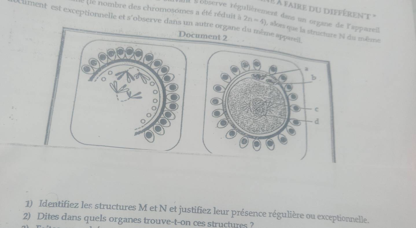 à faire du différen t ' 
at sobserve régulièrement dans un organe de l'appareil 
le de nombre des chromosomes a été réduit à 2n=4) , alors que la structure N du même 
cument est exceptionnelle et s'observe dans un autre organe du même appareil 
Document 2 
1) Identifiez les structures M et N et justifiez leur présence régulière ou exceptionnelle. 
2) Dites dans quels organes trouve-t-on ces structures ?