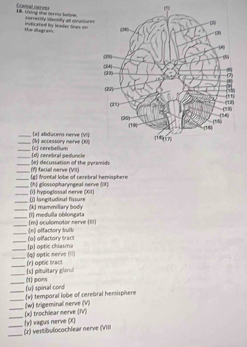 Cranial nerves 
(3) 
18. Using the terms below. 
correctly identify all structures 
indicated by leader lines on 
the diagram. 
_(a) abducens nerve (VI) 
_(b) accessory nerve (XI) 
_(c) cerebellum 
_(d) cerebral peduncle 
_(e) decussation of the pyramids 
_(f) facial nerve (VII) 
_(g) frontal lobe of cerebral hemisphere 
_(h) glossopharyngeal nerve (IX) 
_(i) hypoglossal nerve (XII) 
_(j) longitudinal fissure 
_(k) mammillary body 
_(I) medulla oblongata 
_(m) oculomotor nerve (III) 
_(n) olfactory bulb 
_(o) olfactory tract 
_(p) optic chiasma 
_(q) optic nerve (li) 
_(r) optic tract 
_(s) pituitary gland 
_(t) pons 
_(u) spinal cord 
_(v) temporal lobe of cerebral hemisphere 
_(w) trigeminal nerve (V) 
_(x) trochlear nerve (IV) 
_(y) vagus nerve (X) 
_(z) vestibulocochlear nerve (VIII