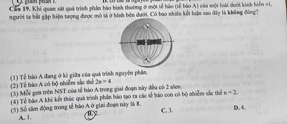 giám phán 1. D. có thể là nguycr
Cầu 19. Khi quan sát quá trình phân bào bình thường ở một tế bào (tế bào A) của một loài dưới kinh hiển vi,
người ta bắt gặp hiện tượng được mô tả ở hình bên dưới. Có bao nhiêu kết luận sau đây là không đúng?
(1) Tế bảo A đang ở kì giữa của quá trình nguyên phân.
(2) Tế bào A có bộ nhiễm sắc thể 2n=4
(3) Mỗi gen trên NST của tế bào A trong giai đoạn này đều có 2 alen.
(4) Tế bào A khi kết thúc quá trình phân bào tạo ra các tế bào con có bộ nhiễm sắc thể n=2. 
(5) Số tâm động trong tế bào A ở giai đoạn này là 8. C. 3. D. 4.
A. 1. B. 2.