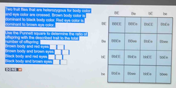 Two fruit flies that are heterozygous for body color
and eye color are crossed. Brown body color is
dominant to black body color. Red eye color is 
dominant to brown eye color. 
Use the Punnett square to determine the ratio of
offspring with the described trait to the total 
number of offspring:
Brown body and red eyes
Brown body and brown eyes
Black body and red eyes
Black body and brown eyes
DONE