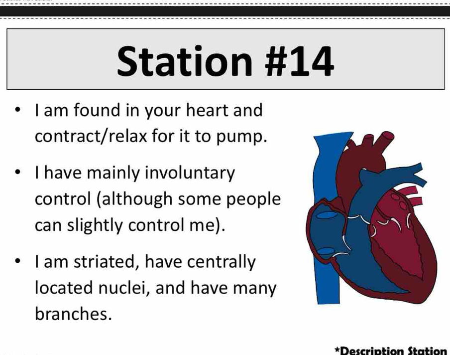 Station #14 
I am found in your heart and 
contract/relax for it to pump. 
I have mainly involuntary 
control (although some people 
can slightly control me). 
I am striated, have centrally 
located nuclei, and have many 
branches. 
*Description Station