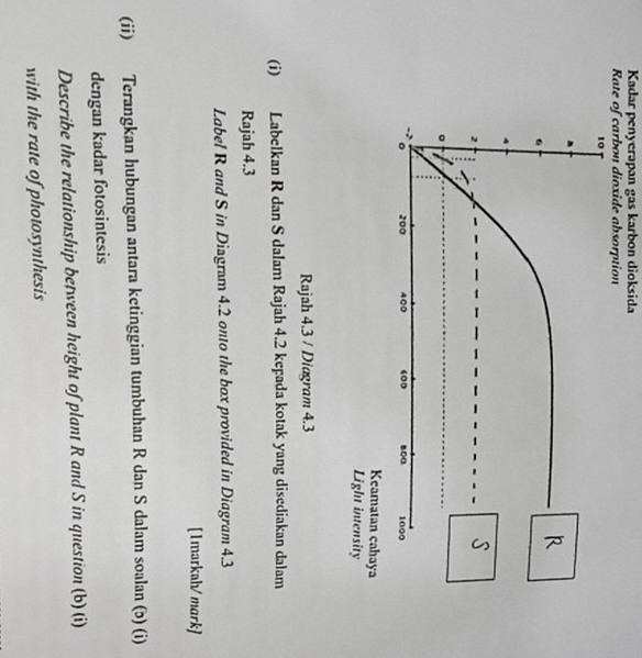 Kadar penyerapan gas karbon dioksida 
Rate of carbon dioxide absorption 
Keamatan cahaya 
Light intensity 
Rajah 4.3 / Diagram 4.3 
(i) Labelkan R dan S dalam Rajah 4.2 kepada kotak yang disediakan dalam 
Rajah 4.3 
Label R and S in Diagram 4.2 onto the box provided in Diagram 4.3 
[1markah/mark] 
(ii) Terangkan hubungan antara ketinggian tumbuhan R dan S dalam soalan (ɔ) (i) 
dengan kadar fotosintesis 
Describe the relationship between height of plant R and S in question (b) (i) 
with the rate of photosynthesis