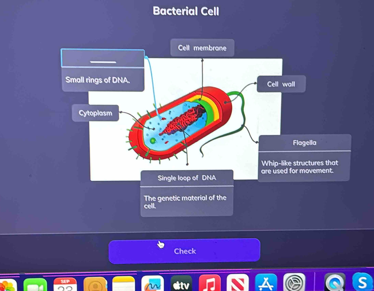 Bacterial Cell 
The genetic material of the 
cell. 
Check 
I