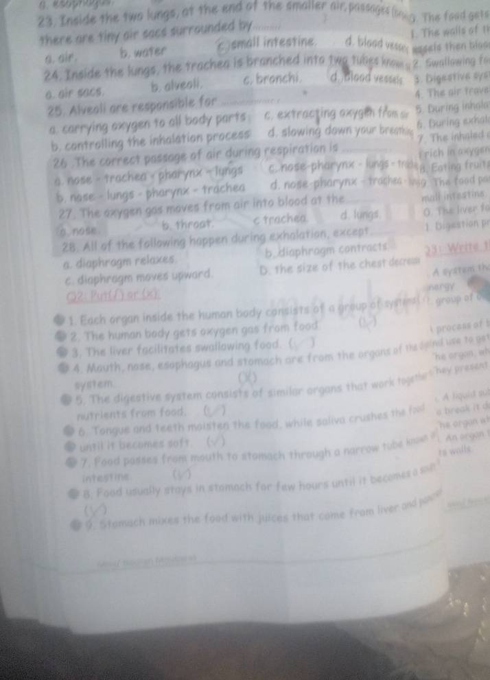 esagragus
23. Inside the two lungs, at the end of the smaller air passages(bong. The food gets
there are tiny air sacs surrounded by
1. The walls of 11
a. air. b. water c small intestine. d. blood vesse, assels then bloo
24. Inside the lungs, the trachea is branched into two tubes know s 2. Swallowing f
a. air sacs. b. alveali. c. branchi. do Blood vessels 3. Digestive sys
*
25. Alveali are responsible for _4. The air trave
a. carrying oxygen to all body parts c, extracting oxygen from s 5. During inhola
b. cantralling the inhalation process d. slowing down your breathing 5. Guring ehat
26 .The correct passage of air during respiration is 7. The inhaled  
frich in axygen
a. nose - trachea - pharynx - lungs c.nose-pharynx - lungs - trad 8. Eating fruit
b. nose - lungs - pharynx - trachea d. nose-pharynx - traches- mig The food po
27. The oxygen gas moves from air into blood at the mall intestins.
o , nose . b. throat. c trachea. d. lungs. O. The liver to
28. All of the following happen during exhalation, except 1. Digestion pr
a. diaphragm relaxes. b. diaphragm contracts 23: Write 1
A system the
c. diaphragm moves upward. D. the size of the chest decress
○2: Put(A) or (X):
nergy
1. Each organ inside the human body consists of a group of systensl ` group of o ''
2. The human body gets oxygen gas from food. (7)
3. The liver facilitates swallowing food. (
4. Mauth, nose, esophagus and stomach are from the organs of the dpind use to got I procass of b
"he orgon, wh
system. ()()
5. The digestive system consists of similar organs that work togetlers hey present
c A liquid sub
nutrients from food. (
6. Tongue and teeth moisten the food, while saliva crushes the fol
s break it d
he oran a
until it becomes soft. (   
7. Pood passes from mouth to stomach through a narrow tube knw ? An organ 1
ts walls
intestine   
8. Food usually stays in stomach for few hours until it becomes son
9. Stomach mixes the food with juices that come from liver and jow