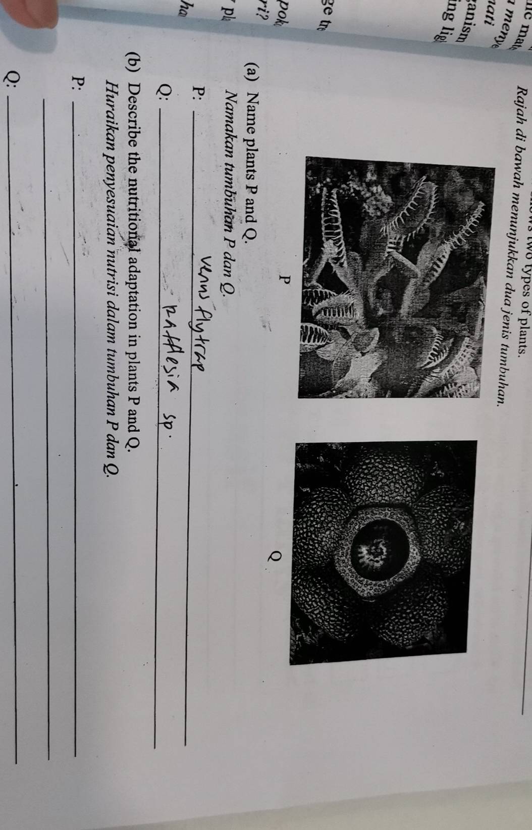 two types of plants. 
lle mat Rajah di bawah menunjukkan dua jenis tumbuhan. 
men y 
ati 
anism 
ng lig 
ge tr 
pok P
Q
ri? (a) Name plants P and Q. 
pl Namakan tumbuhan P dan Q. 
P:_ 
ha
Q :_ 
(b) Describe the nutritional adaptation in plants P and Q. 
Huraikan penyesuaian nutrisi dalam tumbuhan P dan Q. 
P:_ 
_ 
Q: 
_