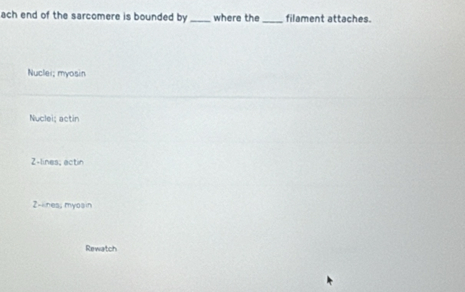 ach end of the sarcomere is bounded by _where the_ filament attaches.
Nuclei; myosin
Nuclei; actin
2 -lines; actin
2 -lines; myosin
Rewatch
