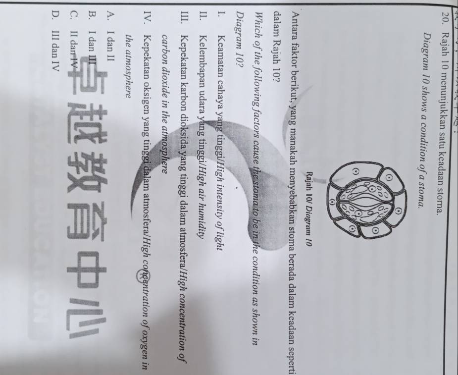 Rajah 10 menunjukkan satu keadaan storna.
Diagram 10 shows a condition of a stoma.
Rajah 10/ Diagram 10
Antara faktor berikut, yang manakah menyebabkan stoma berada dalam keadaan seperti
dalam Rajah 10?
Which of the following factors cause the stoma to be in the condition as shown in
Diagram 10?
I. Keamatan cahaya yang tinggi/High intensity of light
II. Kelembapan udara yang tinggi/High air humidity
III. Kepekatan karbon dioksida yang tinggi dalam atmosfera/High concentration of
carbon dioxide in the atmosphere
IV. Kepekatan oksigen yang tinggi dalam atmosfera/High concentration of oxygen in
the atmosphere
A. I dan II
B. I dan
C. II dan IV
D. III dan IV