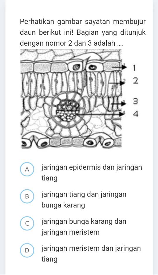 Perhatikan gambar sayatan membujur
daun berikut ini! Bagian yang ditunjuk
dengan nomor 2 dan 3 adalah ....
A jaringan epidermis dan jaringan
tiang
B jaringan tiang dan jaringan
bunga karang
C jaringan bunga karang dan

jaringan meristem
D jaringan meristem dan jaringan
tiang