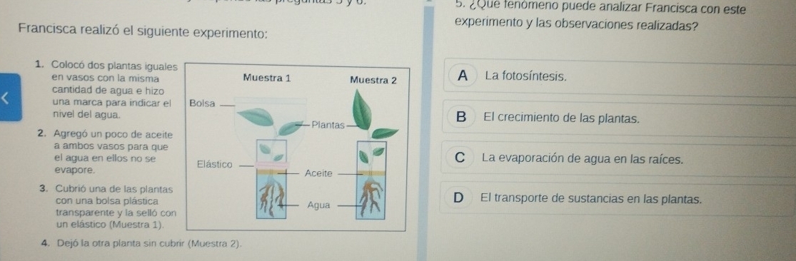 2Que fenómeno puede analizar Francisca con este
experimento y las observaciones realizadas?
Francisca realizó el siguiente experimento:
1. Colocó dos plantas igualeA La fotosíntesis.
en vasos con la misma
cantidad de agua e hizo
una marca para indicar el
nivel del agua.B El crecimiento de las plantas.
2. Agregó un poco de aceite
a ambos vasos para que
el agua en ellos no seC La evaporación de agua en las raíces.
evapore.
3. Cubrió una de las plantasD El transporte de sustancias en las plantas.
con una bolsa plástica
transparente y la selló con
un elástico (Muestra 1).
4. Dejó la otra planta sin cubrir (Muestra 2).