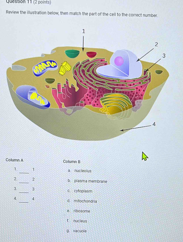 Review the illustration below, then match the part of the cell to the correct number.
Column A Column B
_
1. 1 a. nucleolus
2. _2 b. plasma membrane
3. _3 c. cytoplasm
4. _4 d. mitochondria
e. ribosome
f. nucleus
g. vacuole