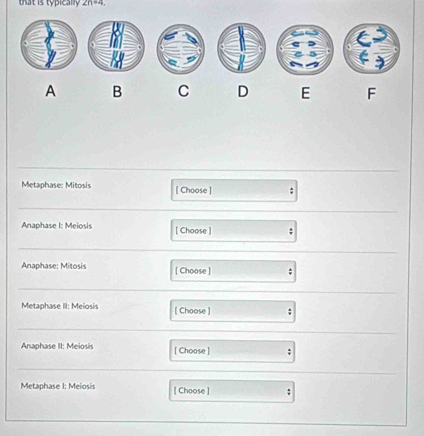 that is typically 2n=4. 
A B C D E F 
Metaphase: Mitosis [ Choose ] 
Anaphase I: Meiosis [ Choose ] 
Anaphase: Mitosis [ Choose ] 
; 
Metaphase II: Meiosis [ Choose ] 
; 
Anaphase II: Meiosis [ Choose ] 
Metaphase I: Meiosis [ Choose ] 
;