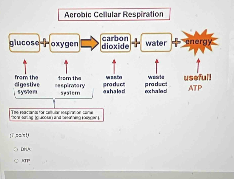 DNA
ATP