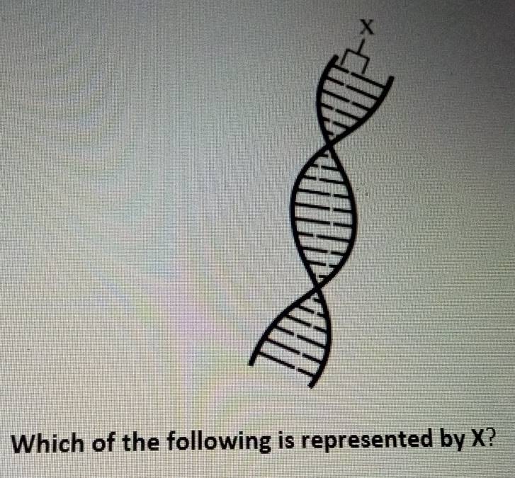 Which of the following is represented by X?