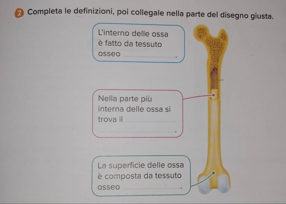 Completa le definizioni, poi collegale nella parte del disegno giusta. 
Linterno delle ossa 
è fatto da tessuto 
osseo_ 
Nella parte più 
interna delle ossa si 
trova il_ 
_ 
La superficie delle ossa 
è composta da tessuto 
osseo_