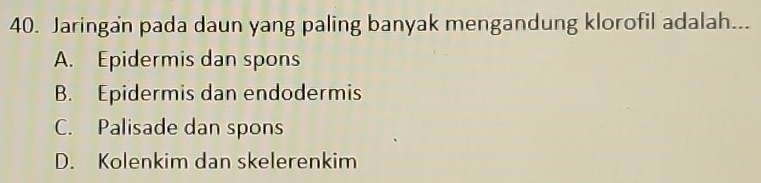 Jaringan pada daun yang paling banyak mengandung klorofil adalah...
A. Epidermis dan spons
B. Epidermis dan endodermis
C. Palisade dan spons
D. Kolenkim dan skelerenkim