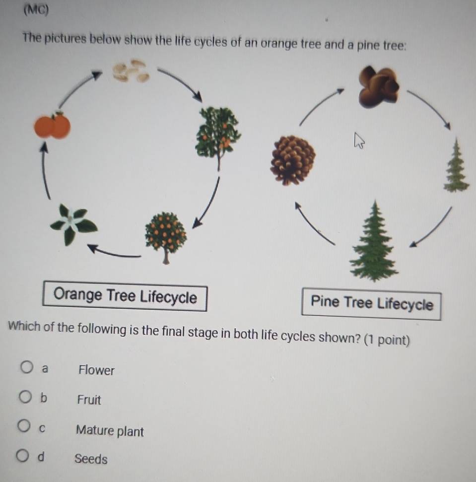 Solved: (MC) The pictures below show the life cycles of an orange tree ...