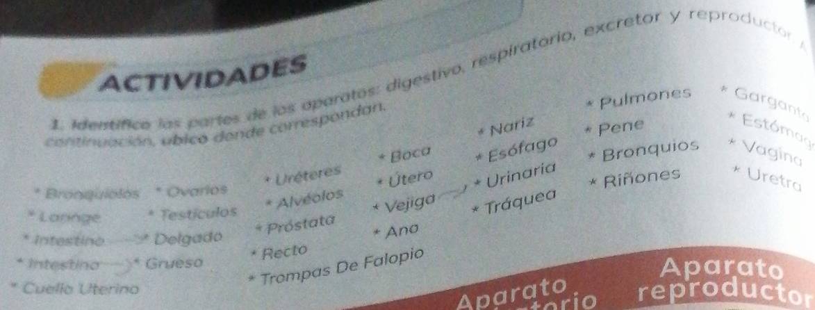 ACTIVIDADES 
L identífico las partes de los aparatos: digestivo, respiratorio, excretor y reproductory 
Pulmones * Garganto * Estómag 
Nariz 
Pene 
continuación, ubico donde correspondan. 
Bronquios 
Boca * Esófago * Vagina 
Útero 
* Uréteres * Uretra 
Bronguioles * Ovarios 
* Urinaria 
Riñones 
* Alvéolos 
Larnge Testículos 
Vejiga 
* Tráquea 
Intestino Delgado * Próstata Ano 
Recto 
Intestino * Grueso Aparato 
Trompas De Falopio 
Aparato 
Cuello Uterino reproductor