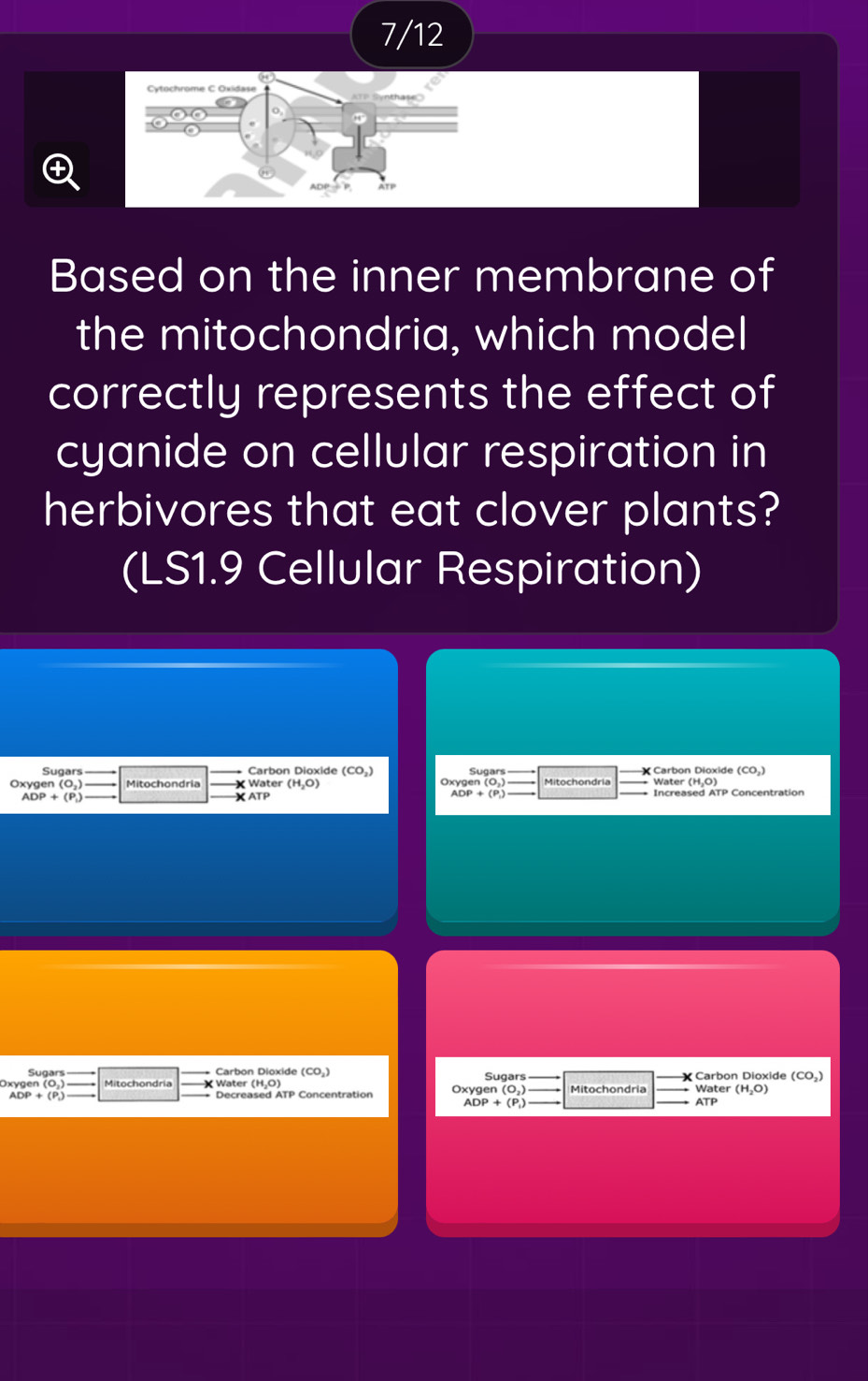 7/12 
Based on the inner membrane of 
the mitochondria, which model 
correctly represents the effect of 
cyanide on cellular respiration in 
herbivores that eat clover plants? 
(LS1.9 Cellular Respiration) 
Sugars Carbon Dioxide (CO,) 
Oxygen (O_2) Mitochondria × Water (H_2O) Oxygen (O.) _Water (H₂O)
ADP + (P,) XATP Increased ATP Concentration 
Sugars Carbon Dioxide (CO_2) X Carbon Dioxide (CO_2)
Sug ars
Oxy gen(O_2) Water (H₂O) Oxygen (O_2) (H_2O)
Decreased ATP Concentration
ADP+(P_1)
ATP