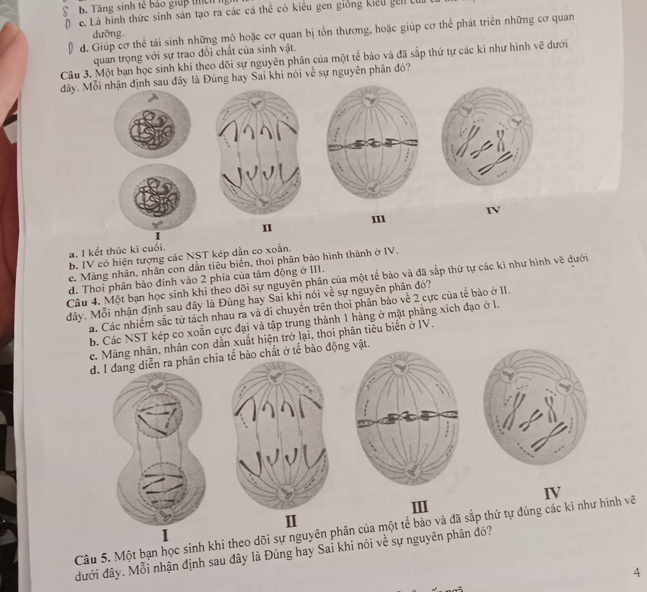 b. Tăng sinh tế bảo giúp thíc h
c. Là hình thức sinh sản tạo ra các cá thể có kiểu gen giống kiểu gen  0
d. Giúp cơ thể tái sinh những mô hoặc cơ quan bị tồn thương, hoặc giúp cơ thể phát triển những cơ quan
dưỡng.
quan trọng với sự trao đồi chất của sinh vật.
Câu 3. Một bạn học sinh khi theo dõi sự nguyên phân của một tế bào và đã sắp thứ tự các kì như hình vẽ dưới
đây. Mỗi nhận định sau đây là Đúng hay Sai khi nói về sự nguyên phân đó?
IV
III
I
I
a. I kết thúc kì cuối.
b. IV có hiện tượng các NST kép dần co xoắn.
c. Màng nhân, nhân con dần tiêu biến, thoi phân bào hình thành ở IV.
d. Thoi phân bào đính vào 2 phía của tâm động ở III.
Câu 4. Một bạn học sinh khi theo dõi sự nguyên phân của một tế bào và đã sắp thứ tự các kì như hình vẽ dưới
đây. Mỗi nhận định sau dây là Đúng hay Sai khi nói về sự nguyên phân đó?
á. Các nhiếm sắc tử tách nhau ra và di chuyền trên thoi phân bào về 2 cực của tế bào ở II.
b. Các NST kép co xoắn cực đại và tập trung thành 1 hàng ở mặt phẳng xích đạo ở I.
c. Màng nhân, nhân con dần xuất hiện trở lại, thoi phân tiêu biển ở IV.
d. g diễn ra phân chiaào chất ở tế bào động vật.
IV
Ⅱ
Câu 5. Một bạn học sinh khi theo dõi sự nguyên phân của một tế bào và đã sắp thứ tự đúng các kì như hình vẽ
đưới đây. Mỗi nhận định sau đây là Đúng hay Sai khi nói về sự nguyên phân đó?
4