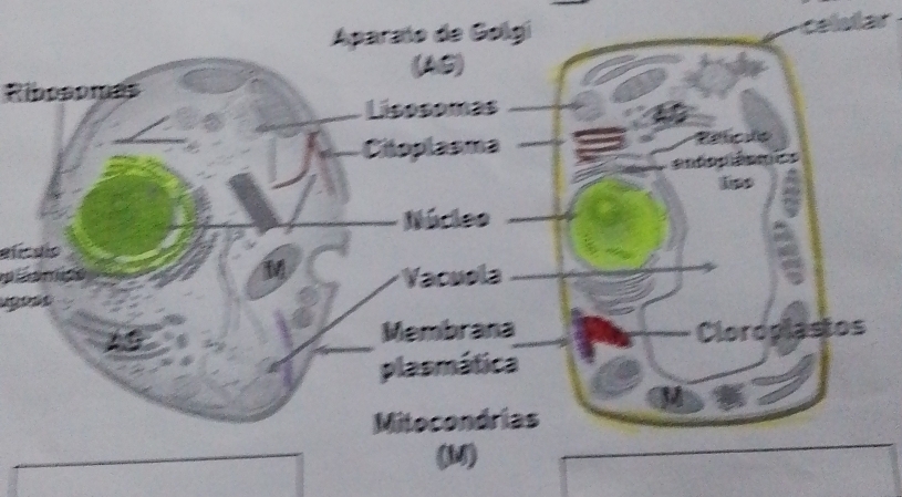 Aparmo de Golg
(AS)
Lisesomas
Ctoplasma Plcuio
lp
Núcleo
efícdío
M Vacuola
Membrana Cloroplastos
plasmática
M
Mitocondrias
(M)