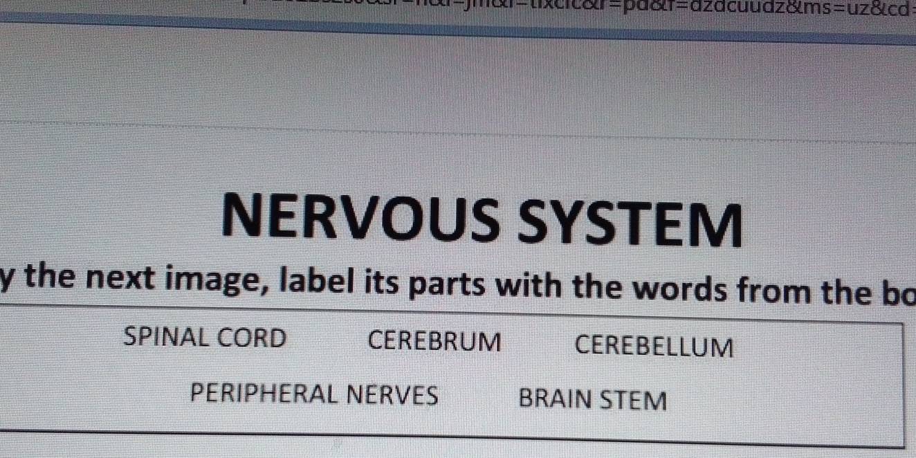 =pa&t=azacuuaz&ms =uzdC d
NERVOUS SYSTEM
y the next image, label its parts with the words from the bo
SPINAL CORD CEREBRUM CEREBELLUM
PERIPHERAL NERVES BRAIN STEM