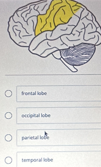 frontal lobe
occipital lobe
parietal lobe
temporal lobe