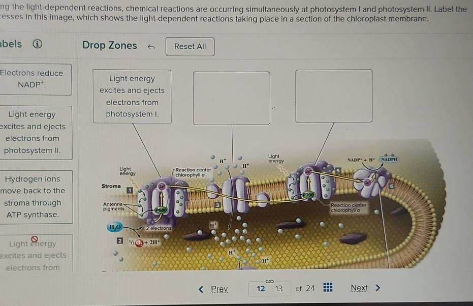 ng the light-dependent reactions, chemical reactions are occurring simultaneously at photosystem I and photosystem II. Label the
esses in this image, which shows the light-dependent reactions taking place in a section of the chloroplast membrane.
bels Drop Zones Reset All
Electrons reduce
NADP⁺.
Light energy 
excites and ejects
electrons from
photosystem II.
Hydrogen ions 
move back to the
stroma through 
ATP synthase. 
Light energy
excites and ejects
electrons from
Prev 12 13 of 24 Next