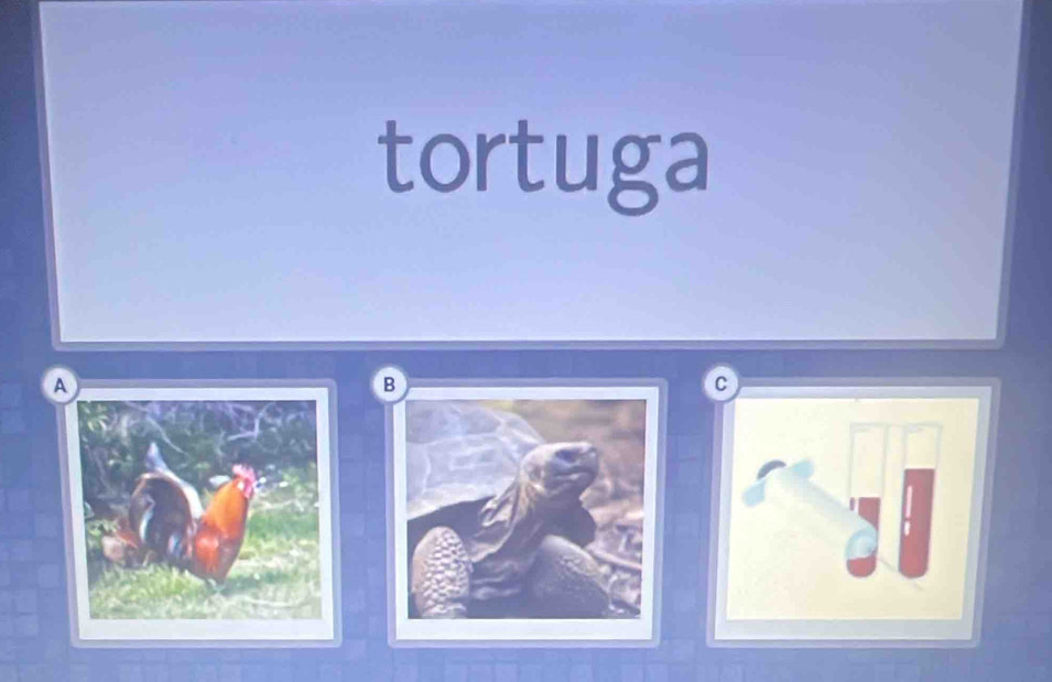 tortuga