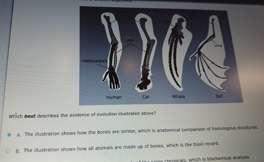 Which best describes the evidence of evolution illustrated above?
A. The illustration shows how the bones are similar, which is anatomical comparison of homologous structures.
B. The illustration shows how all animals are made up of bones, which is the fossil record.
me chemicals, which is biochemical analysis.