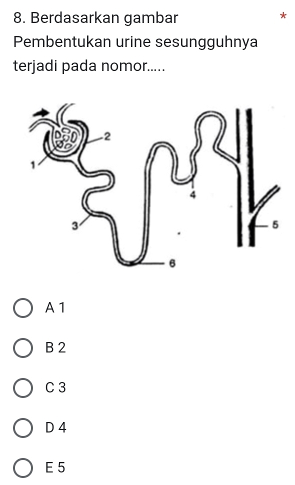 Berdasarkan gambar
Pembentukan urine sesungguhnya
terjadi pada nomor.....
A1
B 2
C 3
D 4
E 5