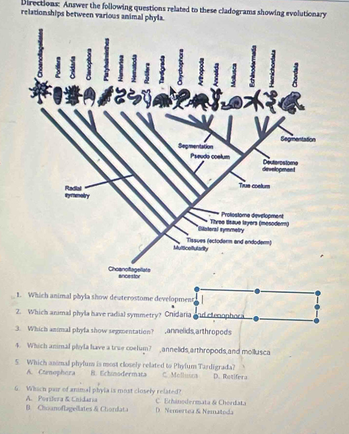 Directions; Answer the following questions related to these cladograms showing evolutionary
relationships between various animal phyla.
1. Which animal phyla show deuterostome development
2. Which animal phyla have radial symmetry? Cnidaria d clenophora
3. Which animal phyla show segmentation? ,annelids,arthropods
4. Which animal phyla have a true coelum? annelids, arthropods, and mollusca
5. Which animal phylum is most closely related to Phylum Tardigrada?
A. Ctenophora B. Echinodermata C. Mollusea D.Rotifera
6. Which pair of animal phyla is most closely related?
A. Porifera & Chidaria C. Echinodermata & Chordata
B. Choanoflagellates & Chordata D Nemertea & Nematoda