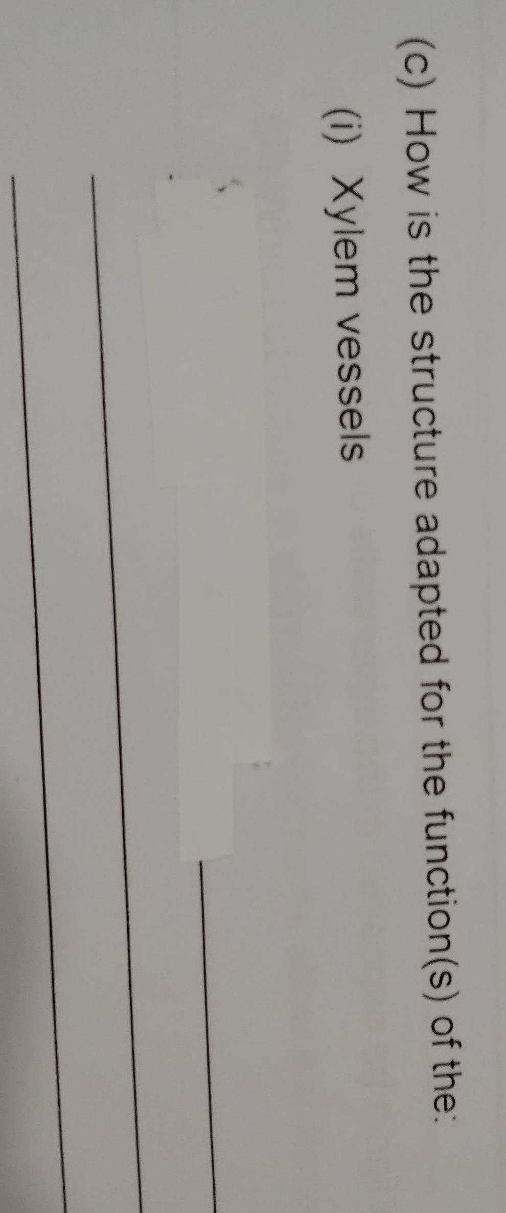 How is the structure adapted for the function(s) of the: 
(i) Xylem vessels 
_ 
_ 
_