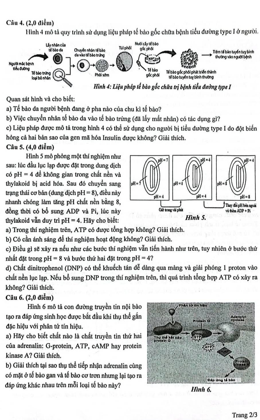 (2,0 điểm)
Hình 4 mô tả quy trình sử dụng liệu pháp tế bào gốc chữa bệnh tiểu đường typc I ở người.
Quan sát hình và cho biết:
a) Tế bào da người bệnh đang ở pha nào của chu kì tế bào?
b) Việc chuyển nhân tế bào da vào tế bào trứng (đã lấy mất nhân) có tác dụng gì?
c) Liệu pháp được mô tả trong hình 4 có thể sử dụng cho người bị tiểu đường type I do đột biển
hỏng cả hai bản sao của gen mã hóa Insulin được không? Giải thích.
Câu 5. (4,0 điểm)
Hình 5 mô phỏng một thí nghiệm như
sau: lúc đầu lục lạp được đặt trong dung dịch
có pH=4 để không gian trong chất nền và
thylakoid bj acid hóa. Sau đó chuyền sang  
trạng thái cơ bản (dung dịch pH =8) ), điều này
nhanh chóng làm tăng pH chất nền bằng 8, Thay đổi pH bên ngoài
đồng thời có bổ sung ADP và Pi, lúc này Gàh trong vài phút và thêm A ADP+Pi
thylakoid vẫn duy trì pH=4. Hãy cho biết:
Hình 5.
a) Trong thí nghiệm trên, ATP có được tổng hợp không? Giải thích.
b) Có cần ánh sáng để thí nghiệm hoạt động không? Giải thích.
c) Điều gì sẽ xảy ra nếu như các bước thí nghiệm vẫn tiến hành như trên, tuy nhiên ở bước thứ
nhất đặt trong pH=8 và bước thứ hai đặt trong pH=4
d) Chất dinitrophenol (DNP) có thể khuếch tán dễ dàng qua màng và giải phóng 1 proton vào
chất nền lục lạp. Nếu bổ sung DNP trong thí nghiệm trên, thì quá trình tổng hợp ATP có xảy ra
không? Giải thích.
Câu 6. (2,0 điểm)
Hình 6 mô tả con đường truyền tin nội bào
tạo ra đáp ứng sinh học được bắt đầu khi thụ thể gắ
đặc hiệu với phân tử tín hiệu.
a) Hãy cho biết chất nào là chất truyền tin thứ ha
của adrenalin: G-protein, ATP, cAMP hay protein
kinase A? Giải thích.
b) Giải thích tại sao thụ thể tiếp nhận adrenalin cùng
có mặt ở tế bào gan và tế bào cơ trơn nhưng lại tạo ra
đáp ứng khác nhau trên mỗi loại tế bào này?
Hình 6.
Trang 2/3