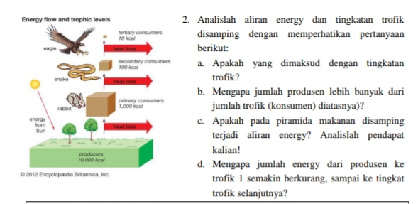 Analislah aliran energy dan tingkatan trofik 
disamping dengan memperhatikan pertanyaan 
berikut: 
a. Apakah yang dimaksud dengan tingkatan 
trofik? 
b. Mengapa jumlah produsen lebih banyak dari 
jumlah trofik (konsumen) diatasnya)? 
c. Apakah pada piramida makanan disamping 
terjadi aliran energy? Analislah pendapat 
kalian! 
d. Mengapa jumlah energy dari produsen ke 
trofik 1 semakin berkurang, sampai ke tingkat 
trofik selanjutnya?