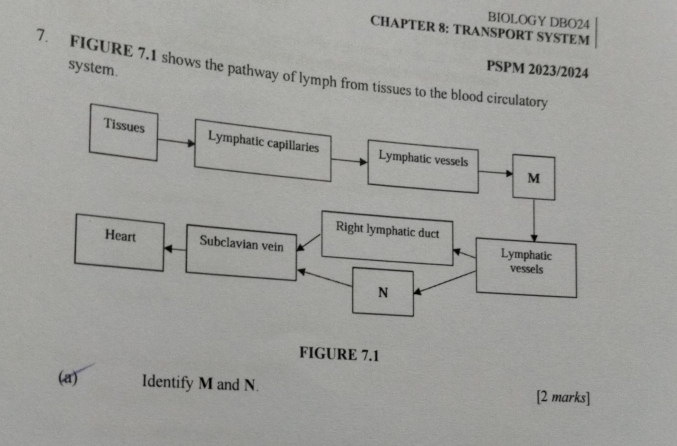 BIOLOGY DBO24 
CHAPTER 8: TRANSPORT SYSTEM 
system. 
PSPM 2023/2024 
7. FIGURE 7.1 shows the pathway of lymph from tissues to the blood cir 
(a) Identify M and N. 
[2 marks]