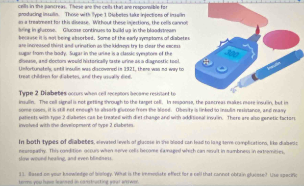 cells in the pancreas. These are the cells that are responsible for 
producing insulin. Those with Type 1 Diabetes take injections of insulin 
as a treatment for this disease. Without these injections, the cells cannot 
bring in glucose. Glucose continues to build up in the bloodstream 
because it is not being absorbed. Some of the early symptoms of diabete 
are increased thirst and urination as the kidneys try to clear the excess 
sugar from the body. Sugar in the urine is a classic symptom of the 
disease, and doctors would historically taste urine as a diagnostic tool. 
Unfortunately, until insulin was discovered in 1921, there was no way to 
treat children for diabetes, and they usually died. 
Type 2 Diabetes occurs when cell receptors become resistant to 
insulin. The cell signal is not getting through to the target cell. In response, the pancreas makes more insulin, but in 
some cases, it is still not enough to absorb glucose from the blood. Obesity is linked to insulin resistance, and many 
patients with type 2 diabetes can be treated with diet change and with additional insulin. There are also genetic factors 
involved with the development of type 2 diabetes. 
In both types of diabetes, elevated levels of glucose in the blood can lead to long term complications, like diabetic 
neuropathy. This condition occurs when nerve cells become damaged which can result in numbness in extremities, 
slow wound healing, and even blindness 
11. Based on your knowledge of biology. What is the immediate effect for a cell that cannot obtain glucose? Use specific 
terms you have learned in constructing your answer.