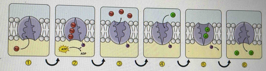 ⑥