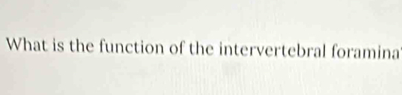 What is the function of the intervertebral foramina