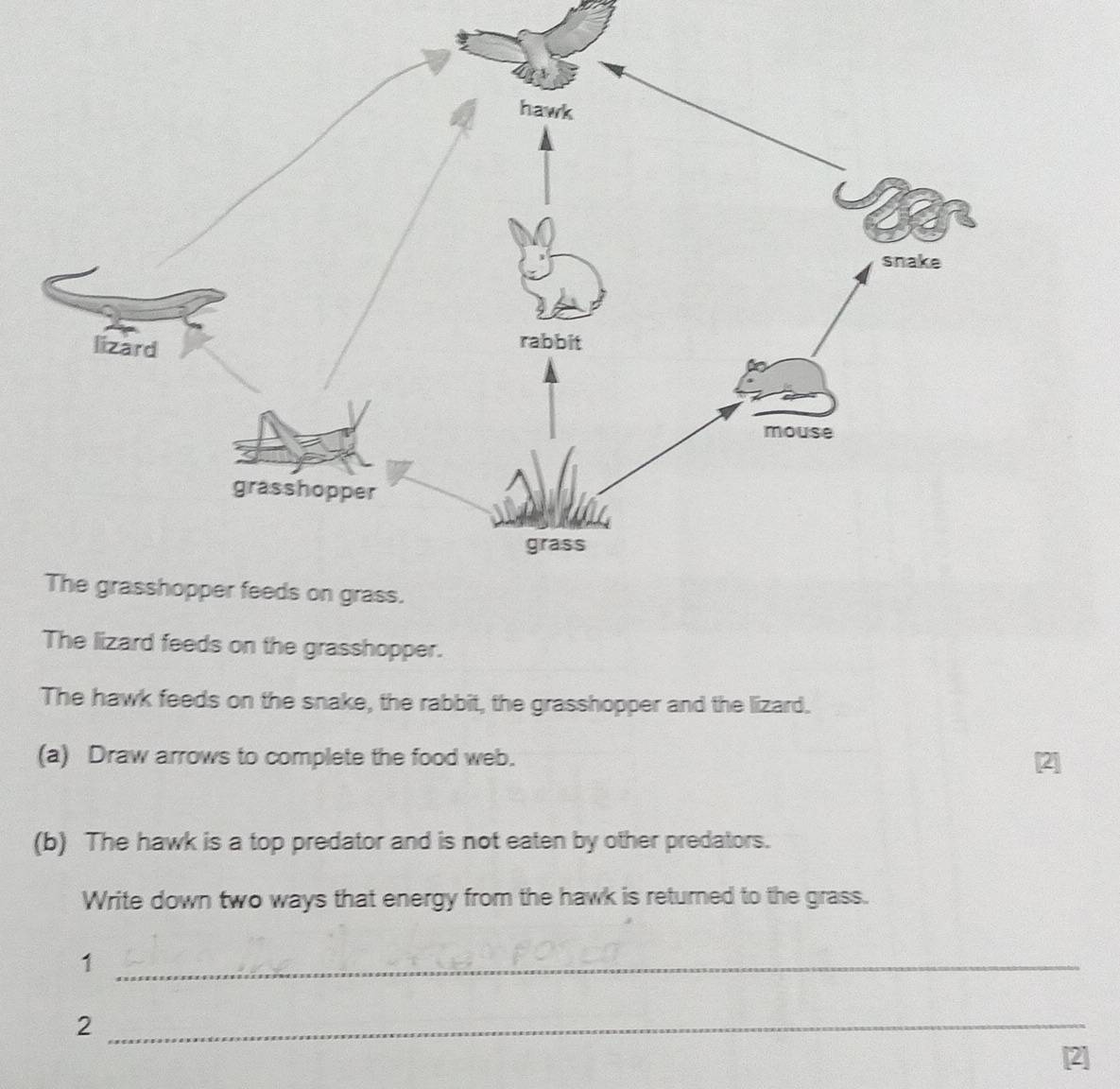 Solved: hawk snake lizard rabbit mouse grasshopper grass The ...