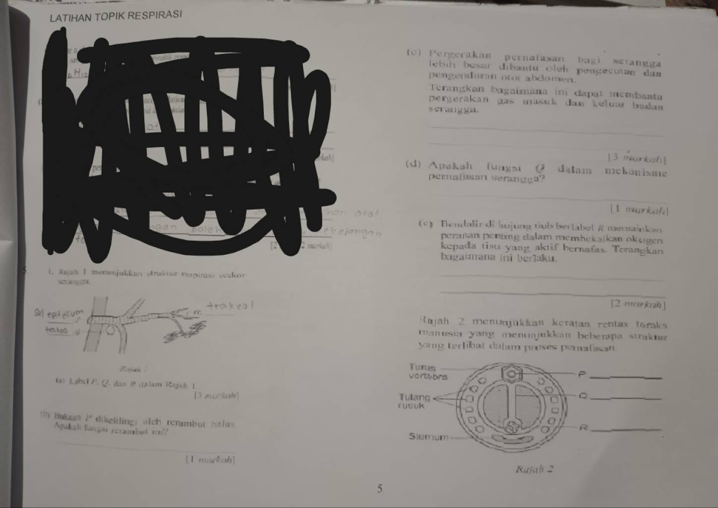 LATIHAN TOPIK RESPIRASI 
(c) Pergerakan pernafasan bagi setangga 
e ih besar dibantu oleh pengecutan dam 
pengenduran otot abcomen. 
Terangkan bagaîmana is dapat membanta 
pergerakan das masuk dan keluar badan 
s cranggu. 
_ 
_ 
[3 markah] 
d) Apakah fungsi Q dalam mekanisme 
perafsan seraagga? 
_ 
ta! 
[1 markah] 
(c) Bendalir di hujung tiub berlabel R memainkan 
gan peranan pentng dalam membekajkan okegen 
kepada tisu yang aktif bernafas. Terangkan 
bagaimana ini berlaku. 
1. Rajah I menanjukkur struktur respirası sockor 
_ 
_ 
scangt. 
trakeal [2 markah] 
S epiteum Rajah 2 menunjükkan keratan rentas toraks 
ta keā ranusia yang menunjukkan beberapa straku 
yang terlibat dajam proses perafasan. 
Turus 
Rajan Vertebrs 
_P 
ta) Label P. Q. dan P clam Rajah | C 。_ 
G 
[3 murkah] Tulang 
rusuk 
(b) Hukman l^3 dikelilings üich renmbut halus 
_R 
_ 
Apakah fungst renmbst m' Stemum 
[I markah] 
Rujalt 2 
5