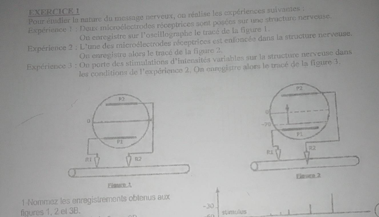 Pour étudier la nature du message nerveux, on réalise les expériences suivantes : 
Expérience 1 : Deux microélectrodes réceptrices sont posées sur une structure nerveuse. 
On enregistre sur l'oscillographe le tracé de la figure 1. 
Expérience 2 : L'une des microélectrodes réceptrices est enfoncée dans la structure nerveuse. 
On enregistre alors le tracé de la figure 2. 
Expérience 3 : On porte des stimulations d'intensités variables sur la structure nerveuse dans 
les conditions de l'expérience 2. On enregistre alors le tracé de la figure 3.
P2
p? 
D
0
-70
P1
PI
R2
R
R1
R2
Floure 2 
Flmero A 
1-Nommez les enregistrements obtenus aux
-30
figures 1, 2 el 3B. 
stimulus